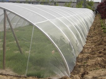 蔬菜防虫网在西红柿种植中的应用