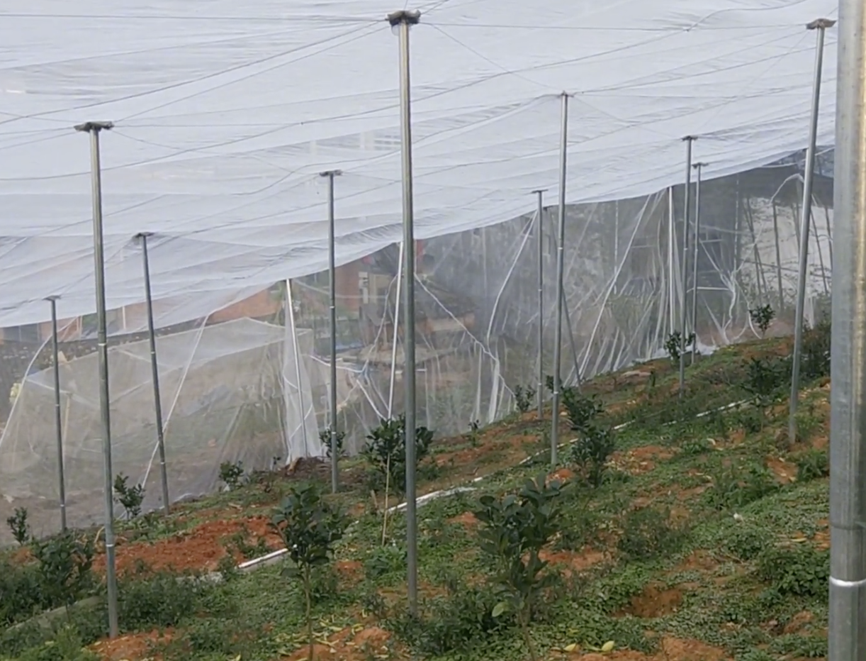 40目果树防虫网可预防木虱吗？