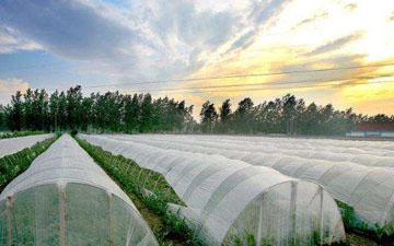 如何应对果蔬生长成熟关键期的强降雨？