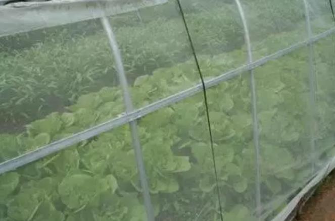 为什么要装大棚防虫网？