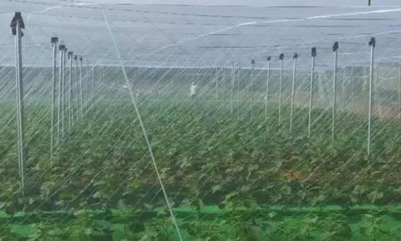 防虫网的覆盖形式及其性能