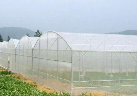 防虫网除了阻挡害虫进棚，还能够调节气温、土温以及湿度