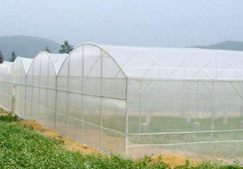 防虫网覆盖栽培需要注意的问题