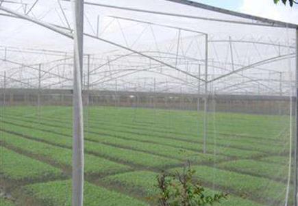 为什么防虫网使用率越来越高？