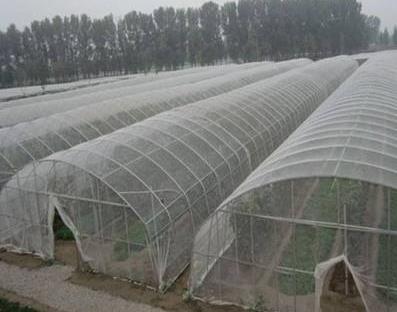 连栋式大棚防虫网种植瓜类蔬菜能有效防控瓜实蝇
