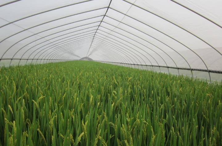 蔬菜大棚防虫网适合蔬菜品种