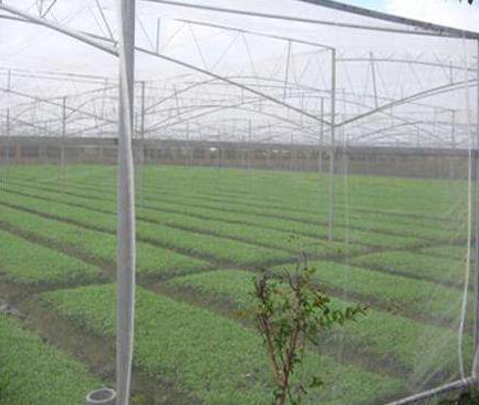 大棚防虫网的施工和使用方法