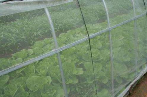 大棚防虫网能有效控制菜青虫，小菜蛾等害虫