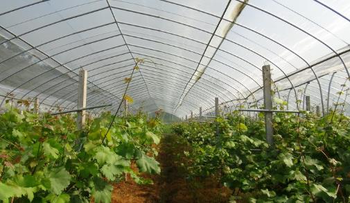 大棚防虫网使用寿命延长的方法