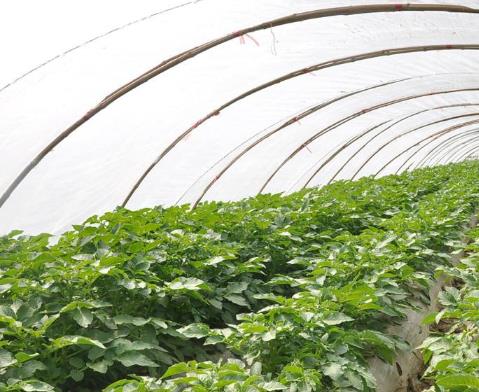 蔬菜大棚防虫网能有效提高生产效率