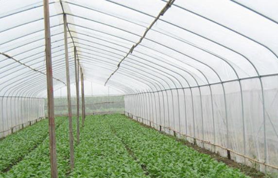 大棚防虫网夏季暴雨天气对农作物的作用