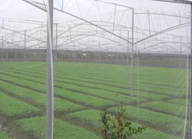 菜农在装置60目大棚防虫网后，应该如何进行放风降温