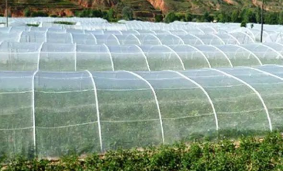 选择大棚防虫网的颜色要因地制宜