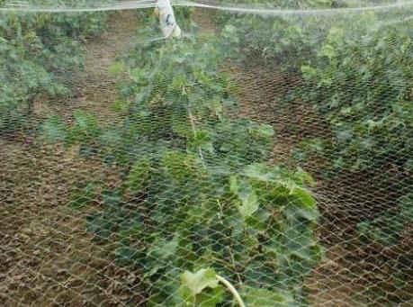 果木防虫网对防虫害，防病有重要保护作用