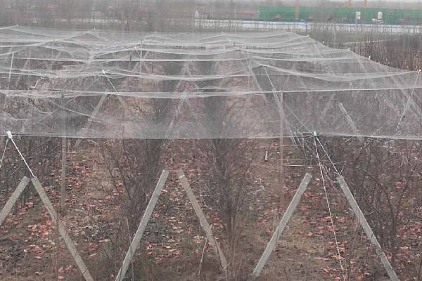 果树防虫网能用多久