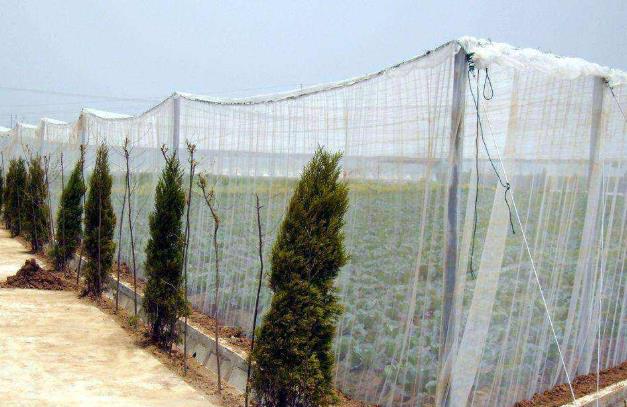 蔬菜种植需要根据蔬菜特点选用大棚防虫网