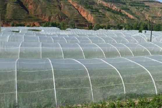 在反季节种植中，蔬菜大棚防虫网需要注意这些
