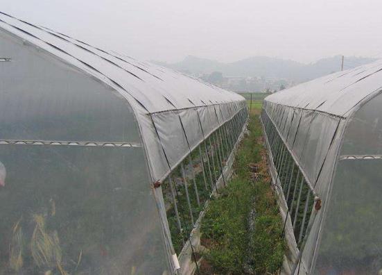 市面上常见的蔬菜大棚防虫网目数