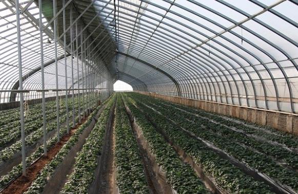 建设蔬菜大棚与蔬菜大棚防虫网需要注意事项