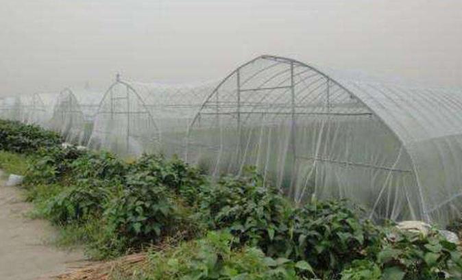 ​这些因素决定了蔬菜大棚防虫网的使用寿命