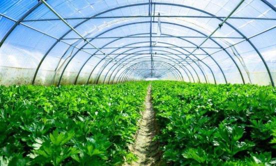 天气见谅，蔬菜大棚防虫网更加重要