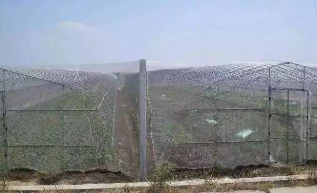 蔬菜大棚防虫网如何施工安装