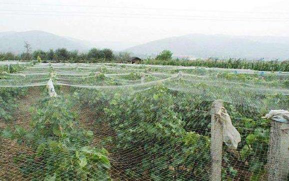 大棚防鸟网特点介绍