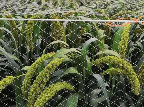 大棚防鸟网与捕鸟网不同