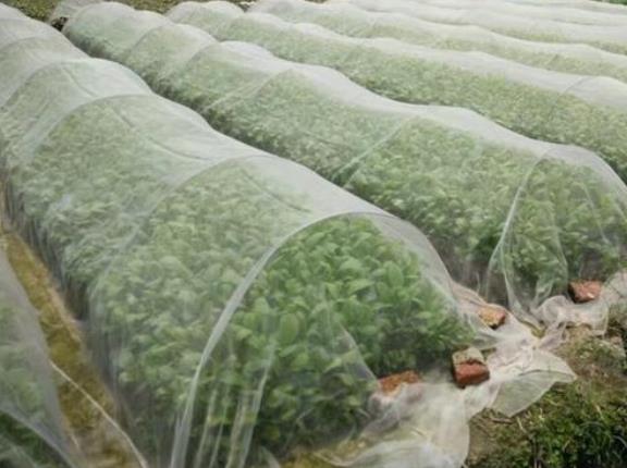 蔬菜大棚防虫网使用技术