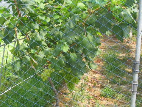 大棚防鸟网主要应用领域介绍