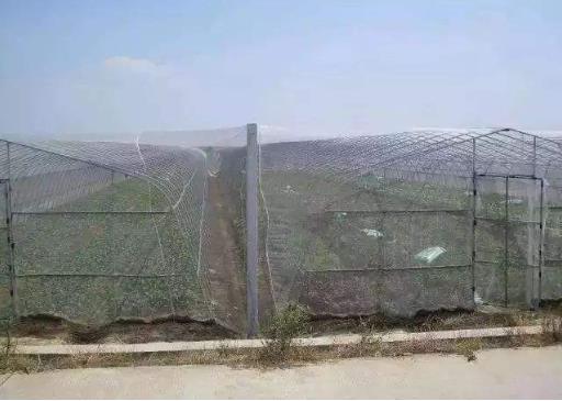 蔬菜大棚防虫网值得大力推广