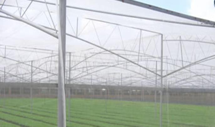 蔬菜大棚防虫网蓝色预警天气可发挥除霜除雾作用