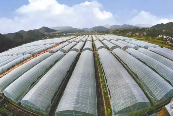 建造蔬菜大棚防虫网之前需要了解的问题