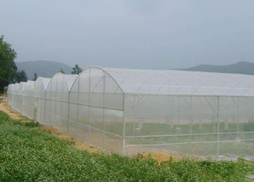 蔬菜大棚防虫网与黏虫板搭配使用效果详解