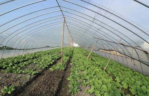 多大的大棚适合安装蔬菜大棚防虫网