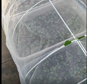 大棚防虫网在小菜园、小花园种植的应用